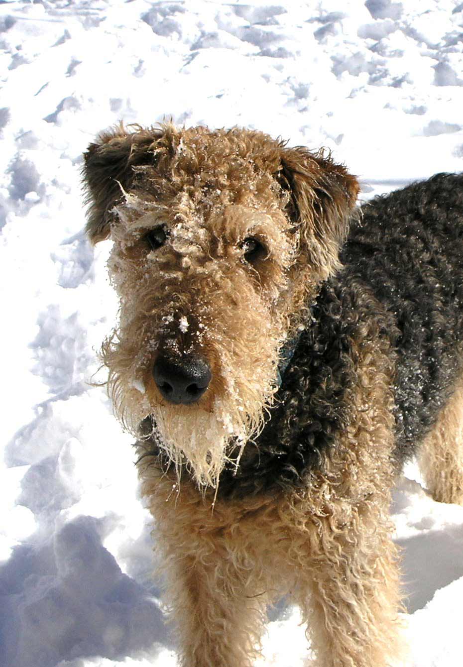 Airedale Terrier Dog Breed » Information, Pictures, & More