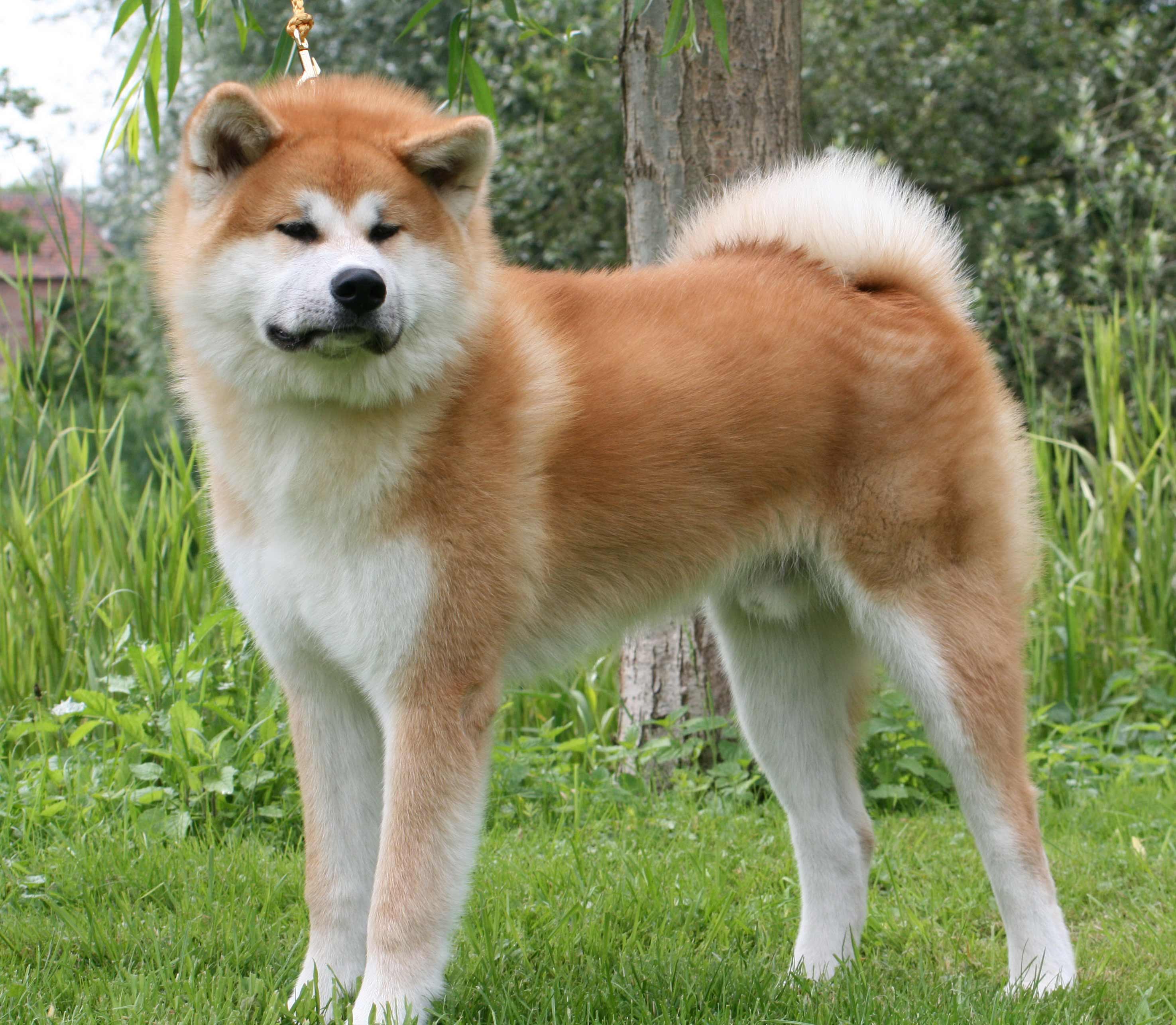 Akita Dog Breed Picture