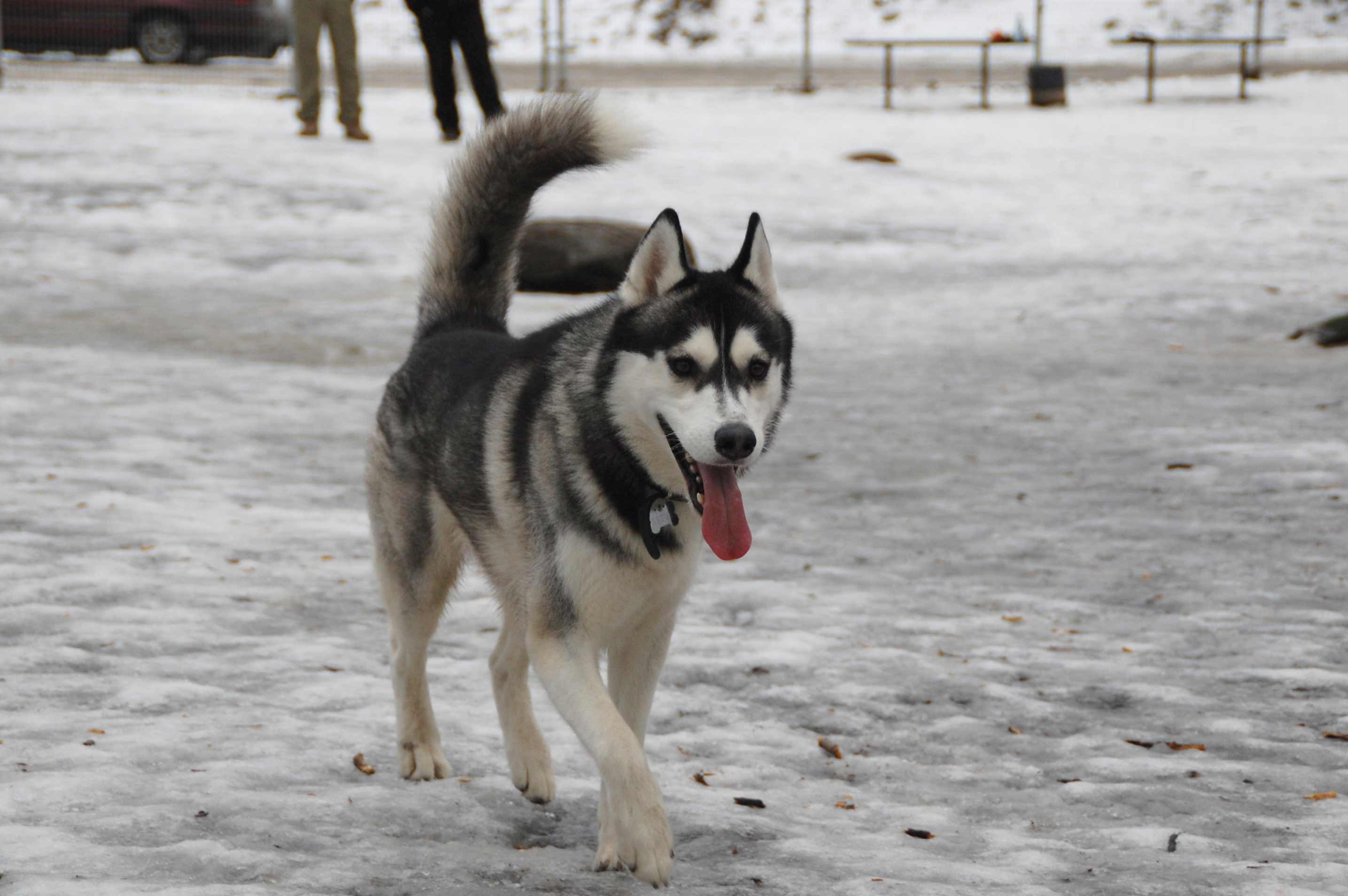 Alaskan Malamute Dog Breed » Information, Pictures, & More