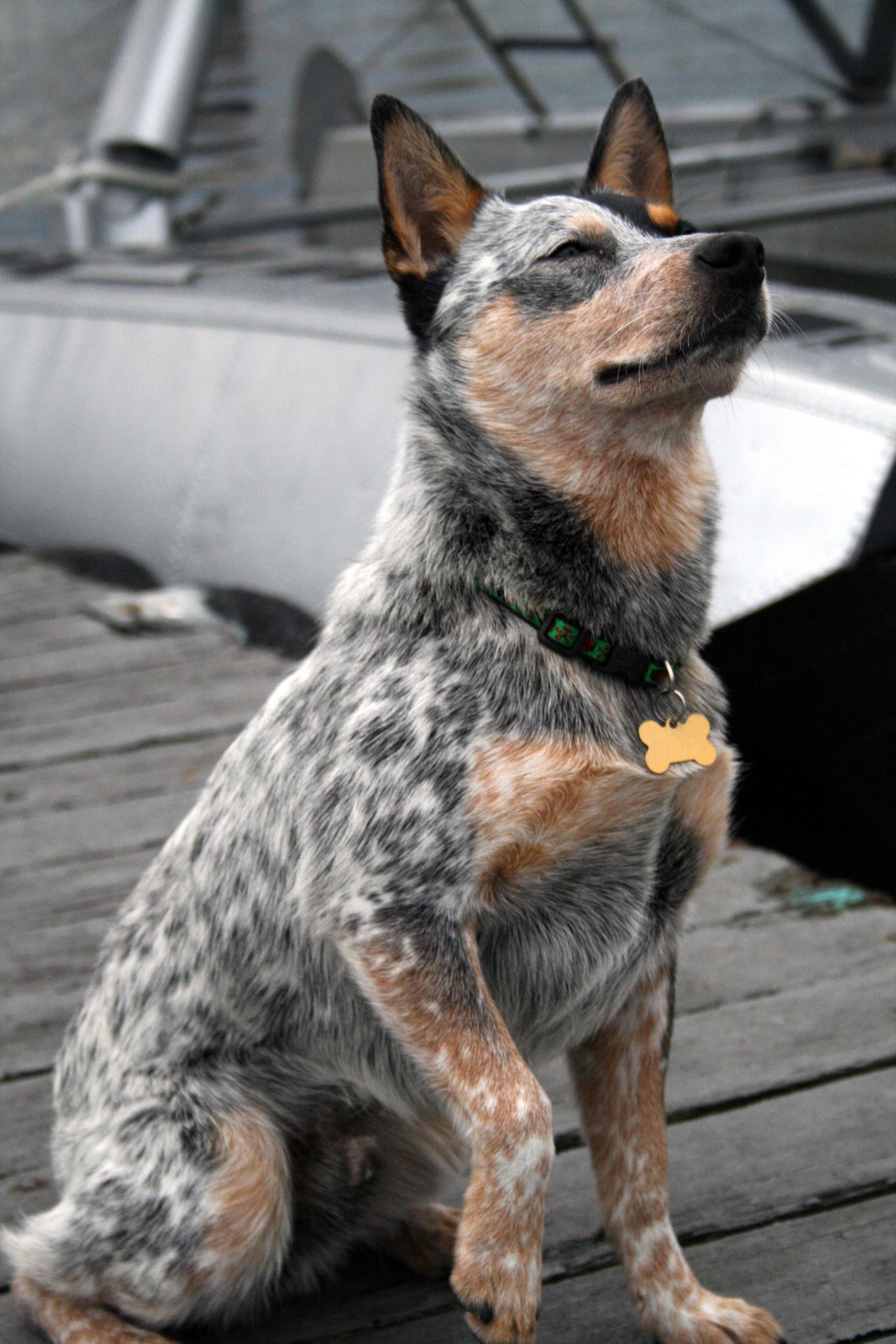 Australian Cattle Dog Breed Picture