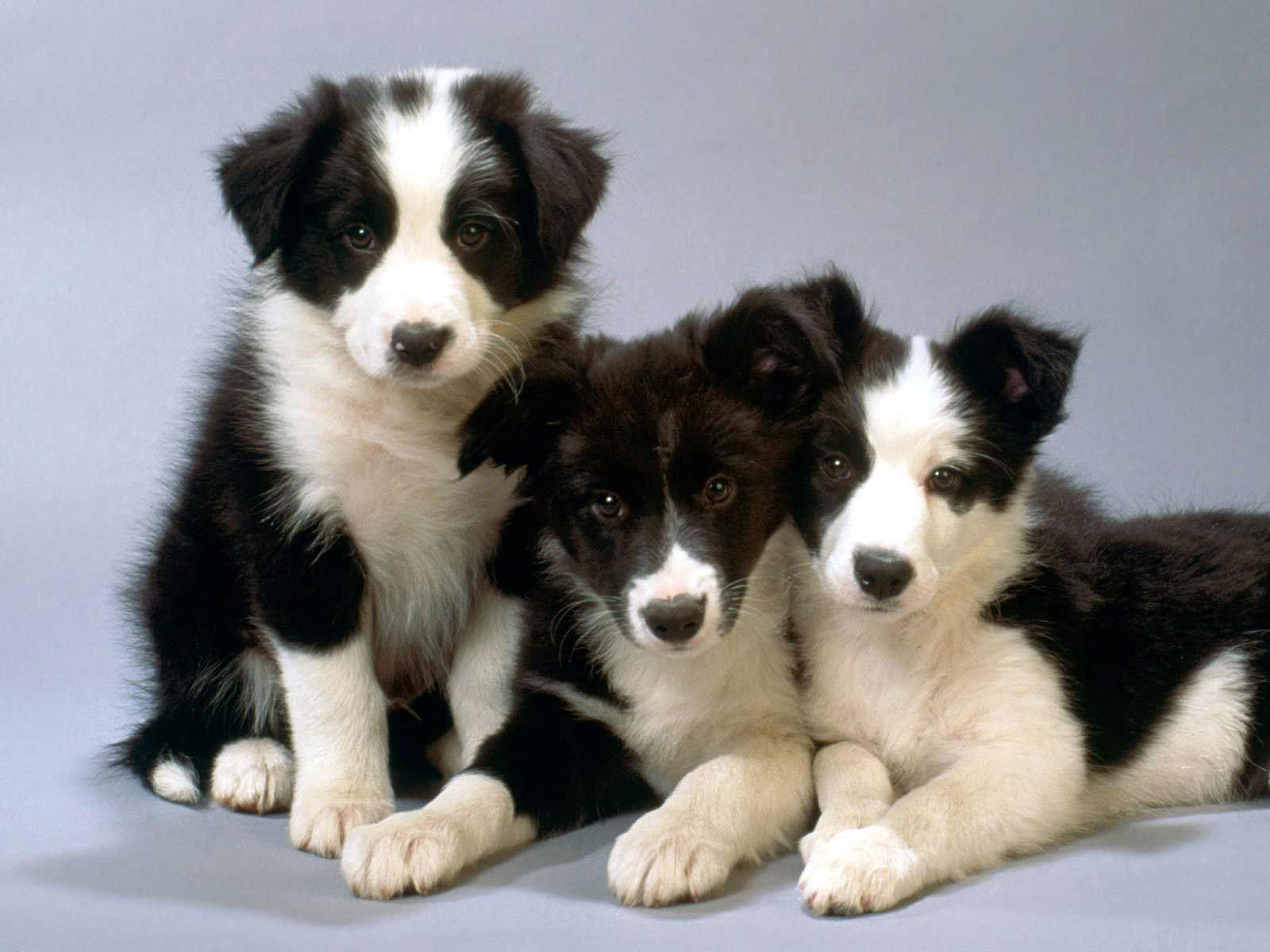 Border Collie Dog Breed » Information, Pictures, & More