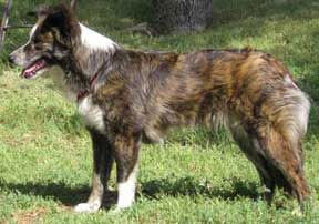 Border Collie Dog Breed 187 Information Pictures amp More