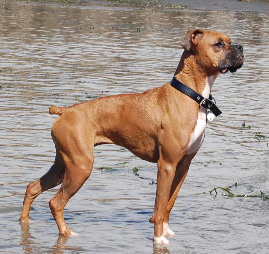 Boxer Dog Breed » Information, Pictures, & More