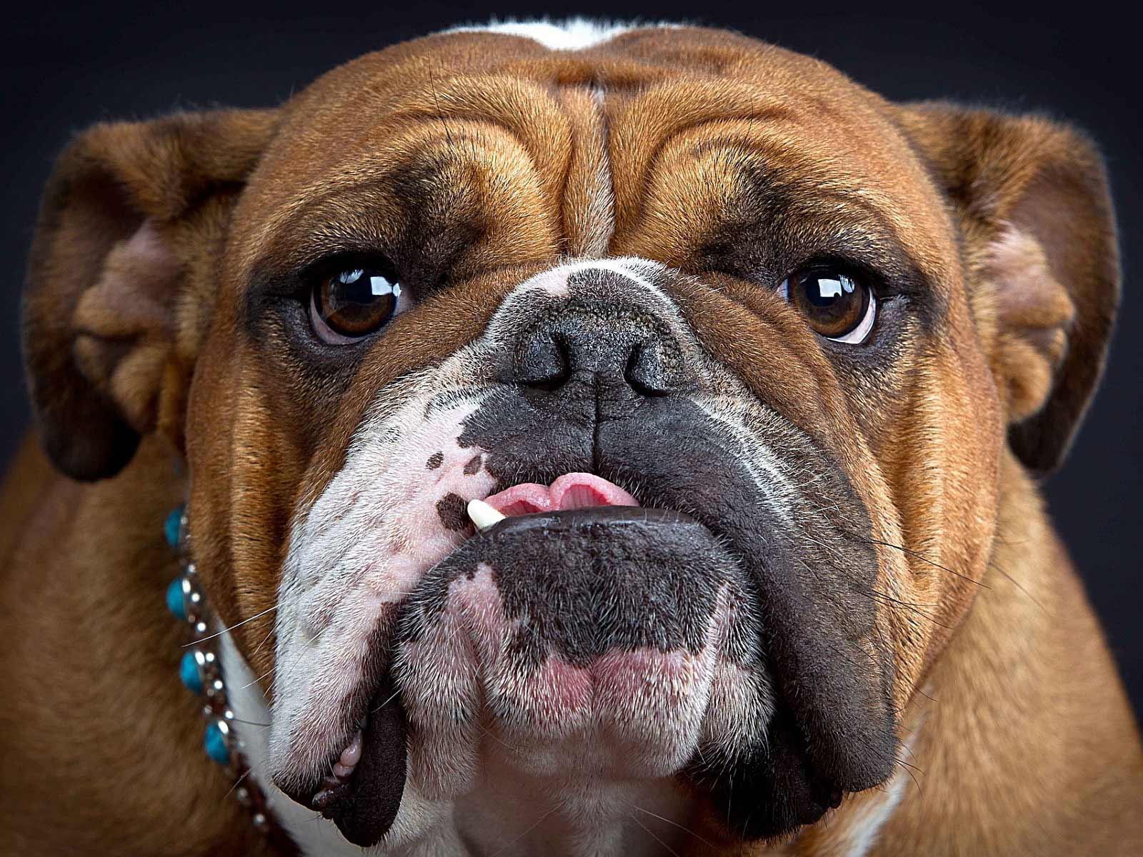 Bulldog Dog Breed » Information, Pictures, & More