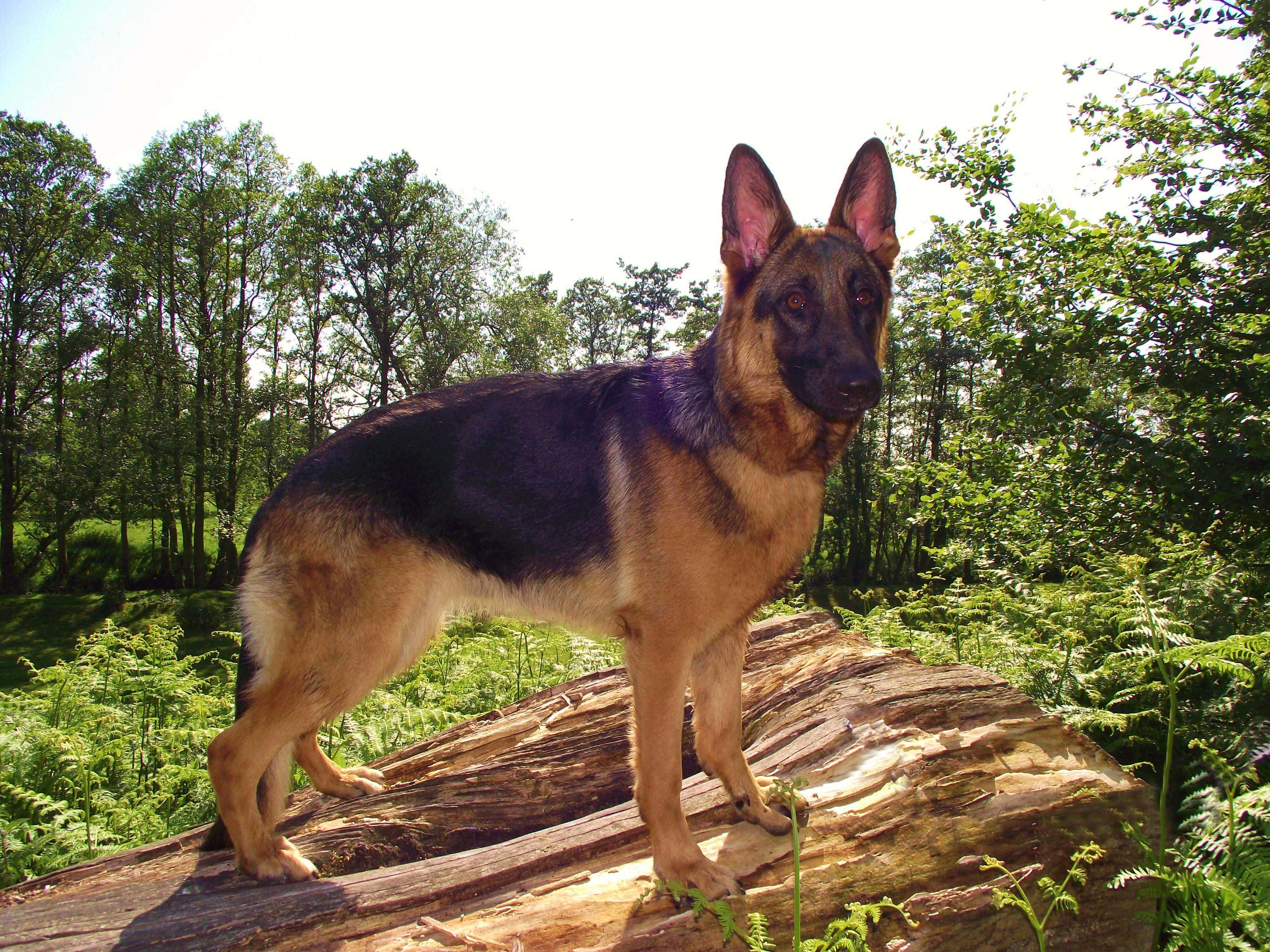 German Shepherd Dog Breed » Information, Pictures, & More