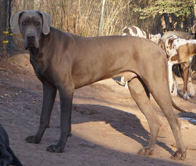 Great Dane Dog Breed » Information, Pictures, & More