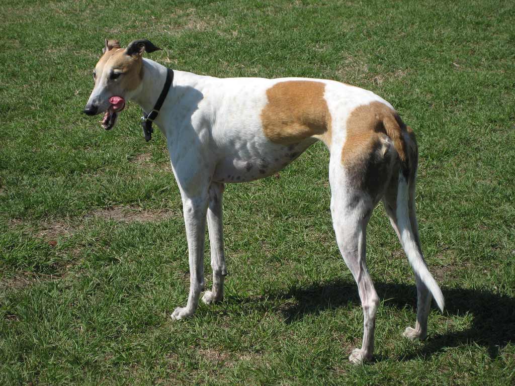 Greyhound Dog Breed » Information, Pictures, &amp; More