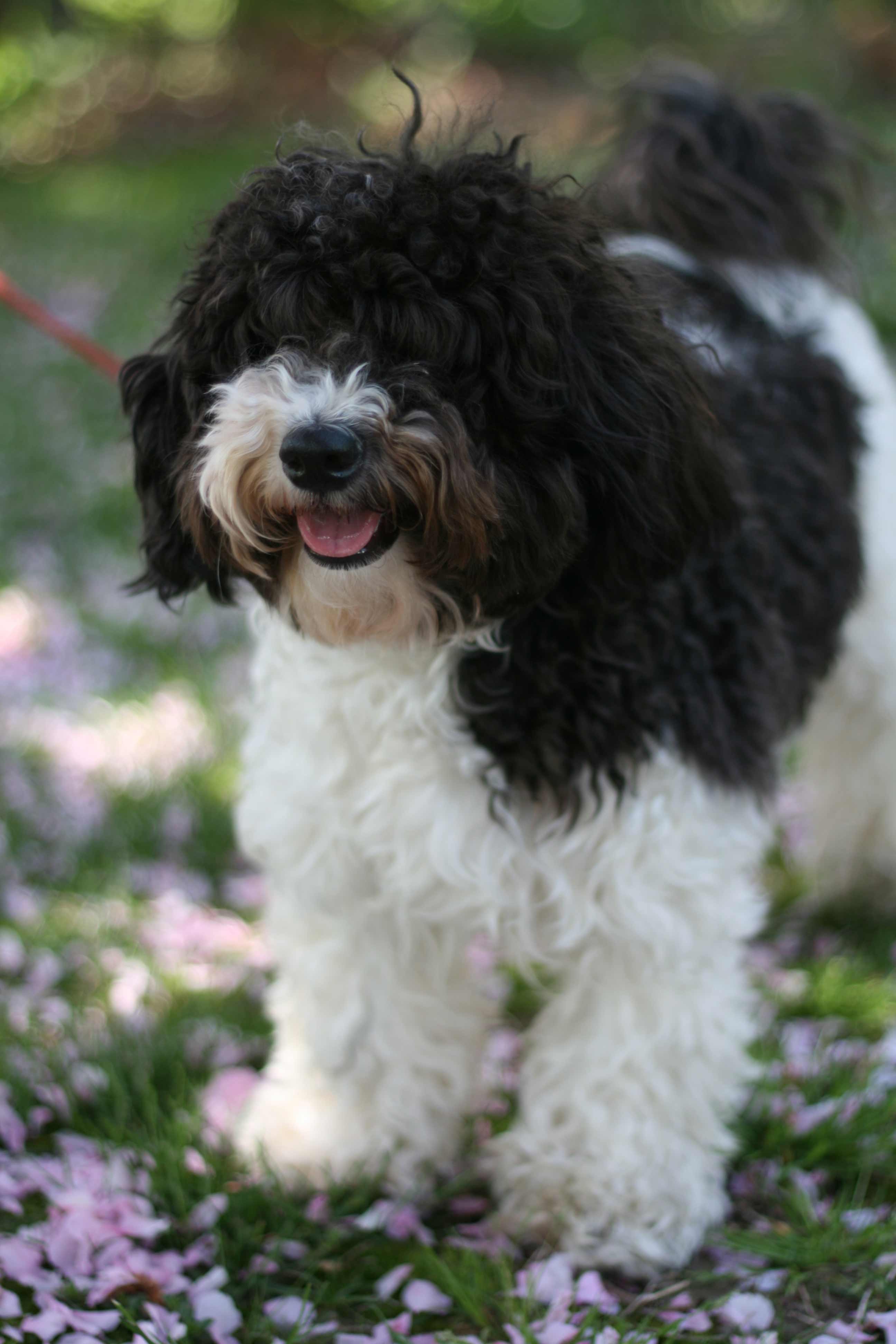 Havanese Dog Breed » Information, Pictures, & More
