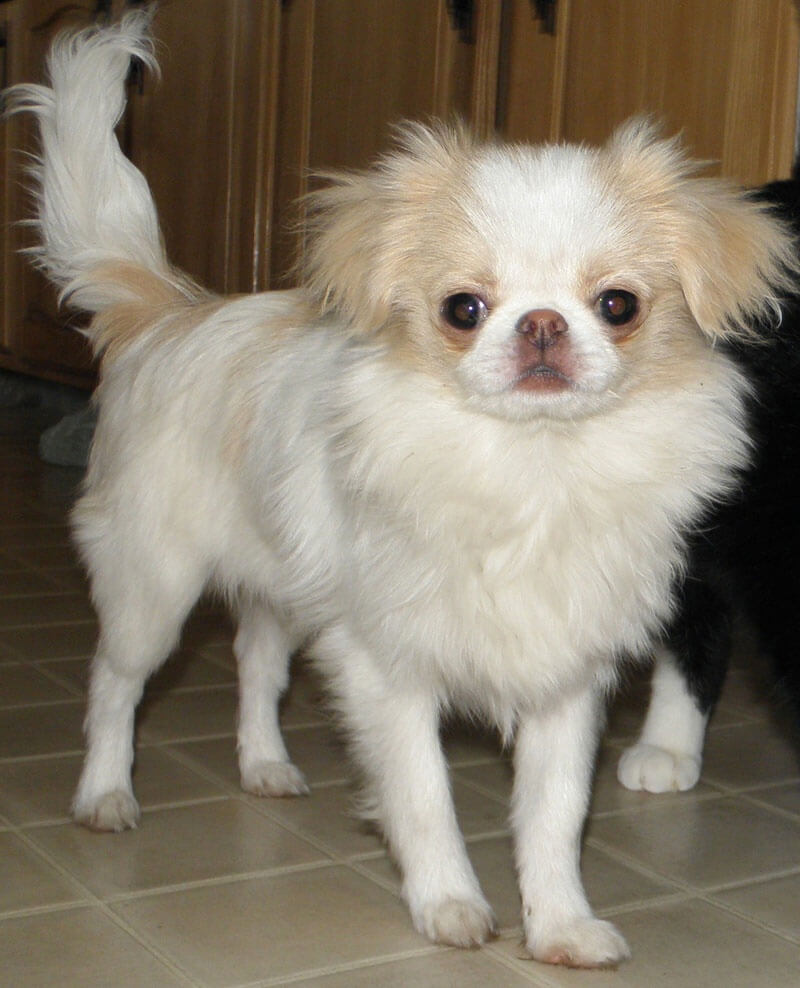 Japanese Chin Dog Breed » Information, Pictures, & More