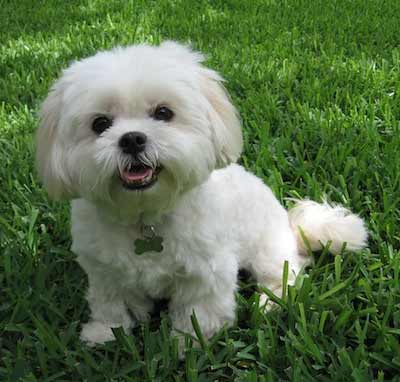 apso lhasa dog maltese lhatese mix puppy breeds breed dogs mia grass baby looking years cute tan puppies bichon malteser