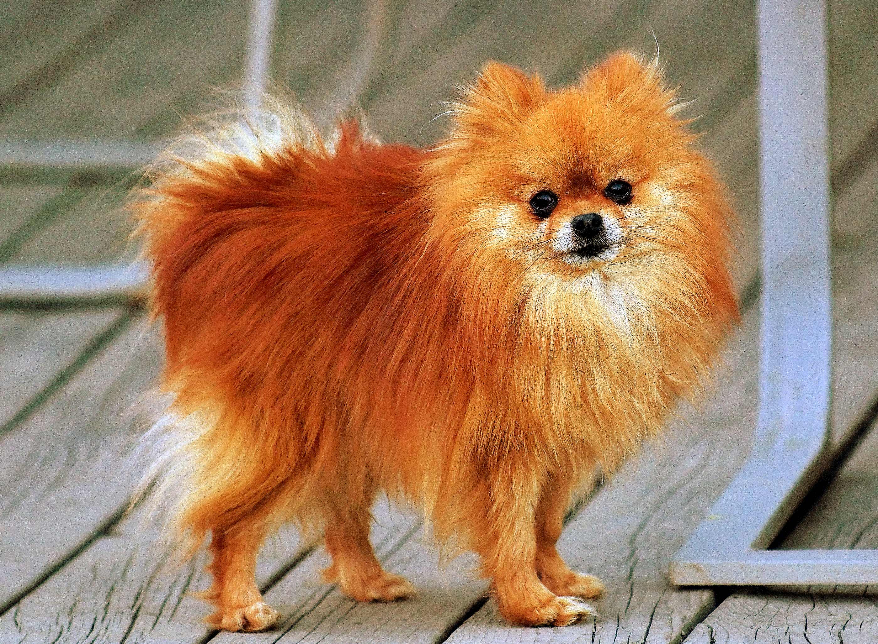 Pomeranian photo