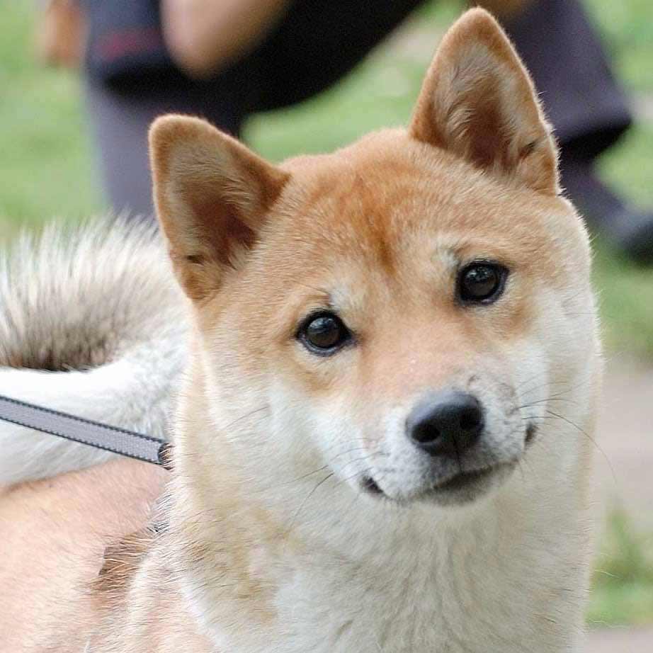 Shiba Inu Breed » Information, Pictures, & More