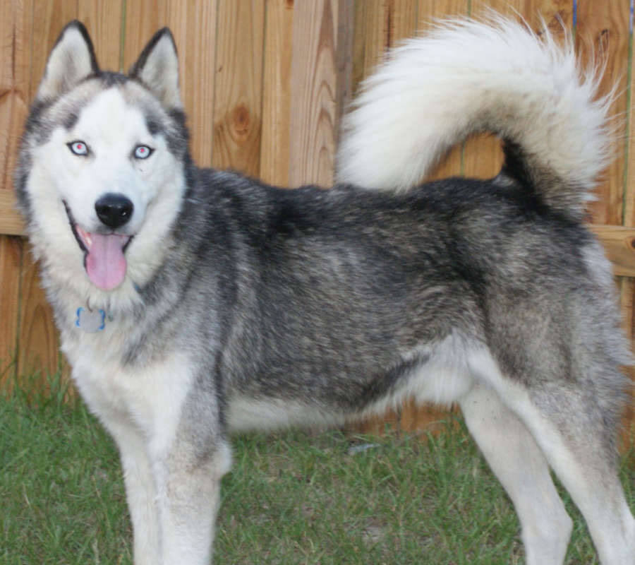 Siberian Husky Dog Breed » Information, Pictures, & More