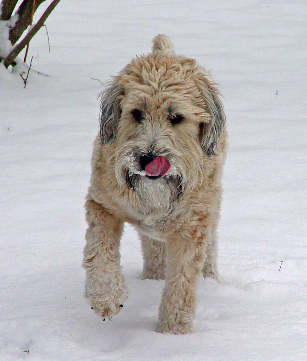 Soft Coated Wheaten Terrier Info Pictures More