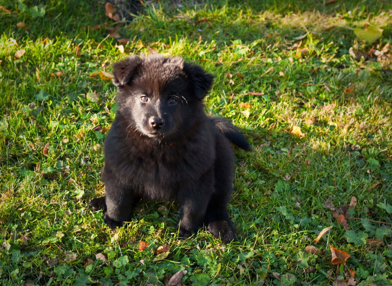 Swedish Lapphund Dog Breed Â» Info, Pictures, &amp; More
