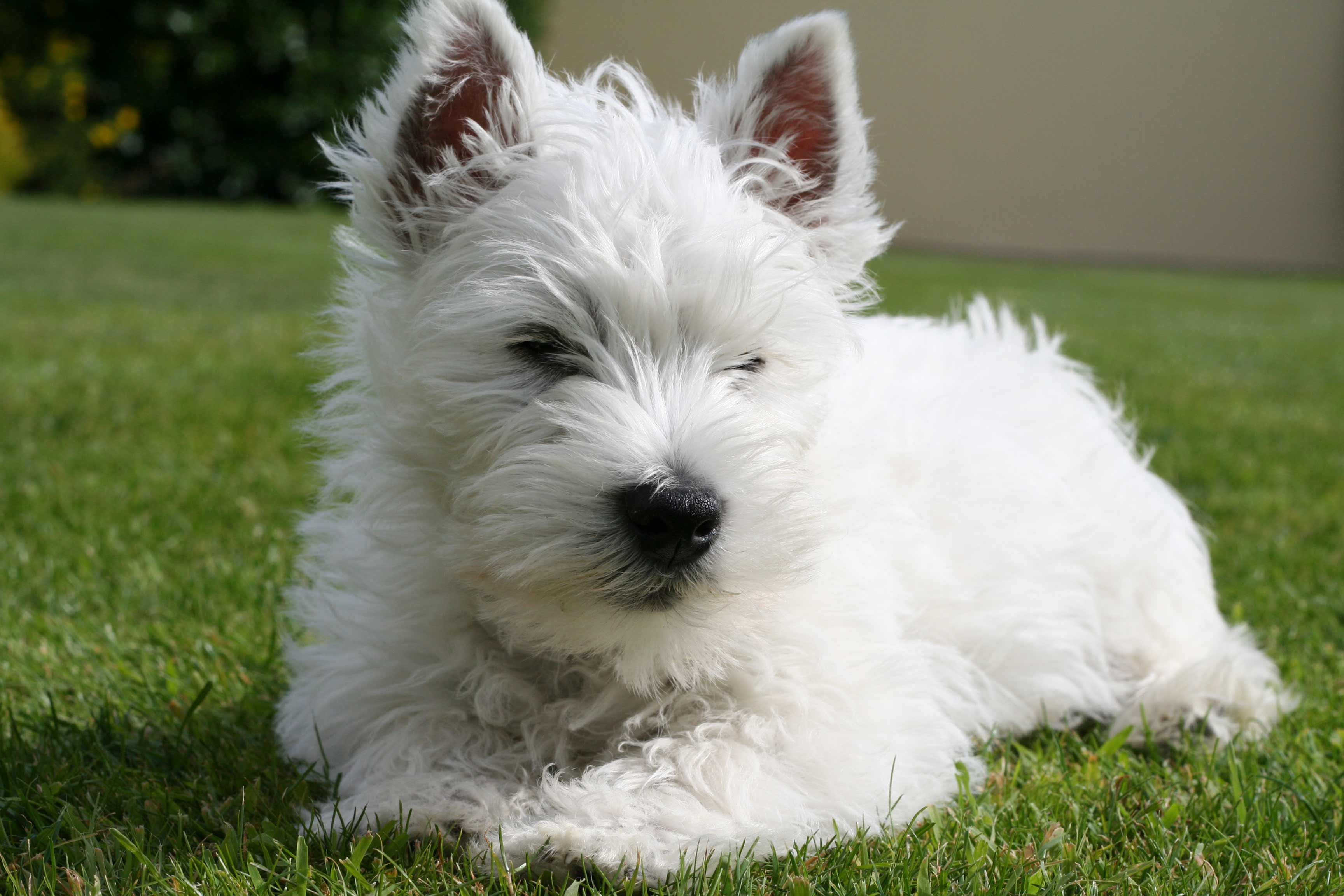 West Highland White Terrier Dog Breed » Info, Pic, & More