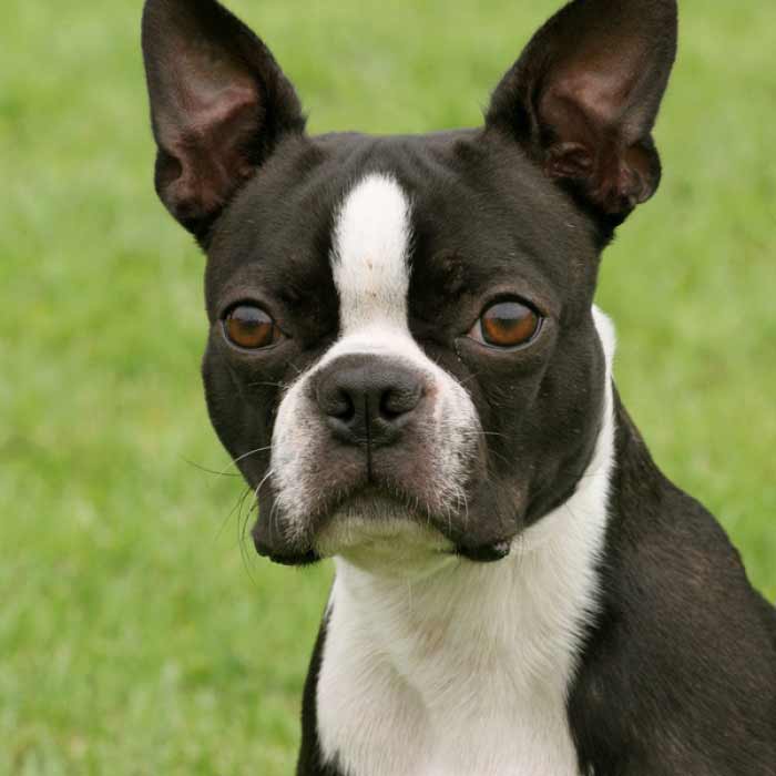 Boston Terrier Dog Breed » Information, Pictures, & More