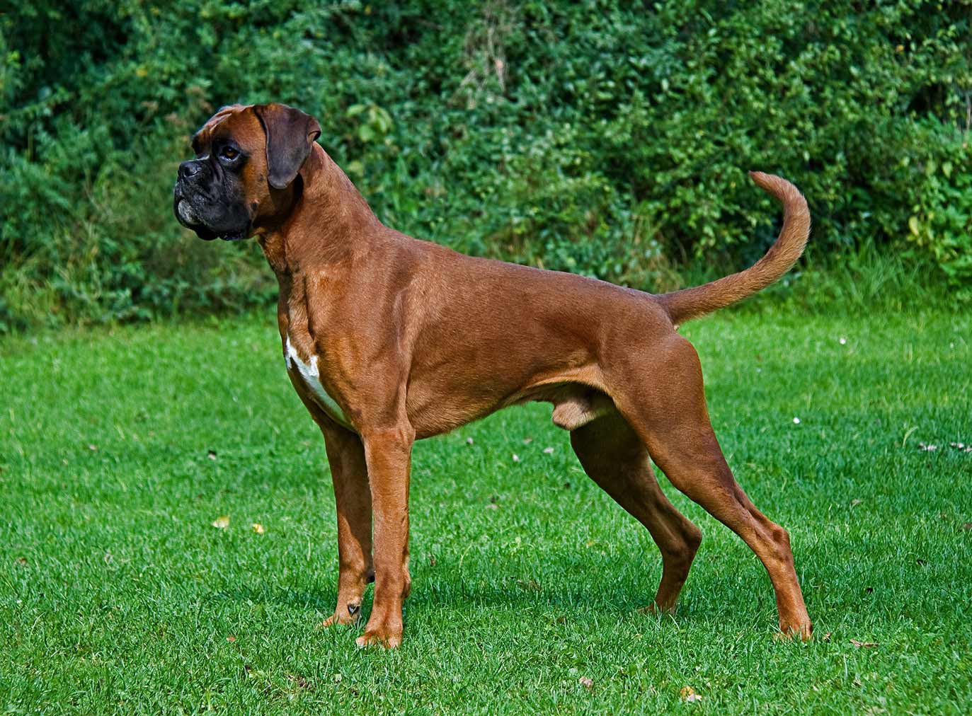 Boxer Dog Breed 