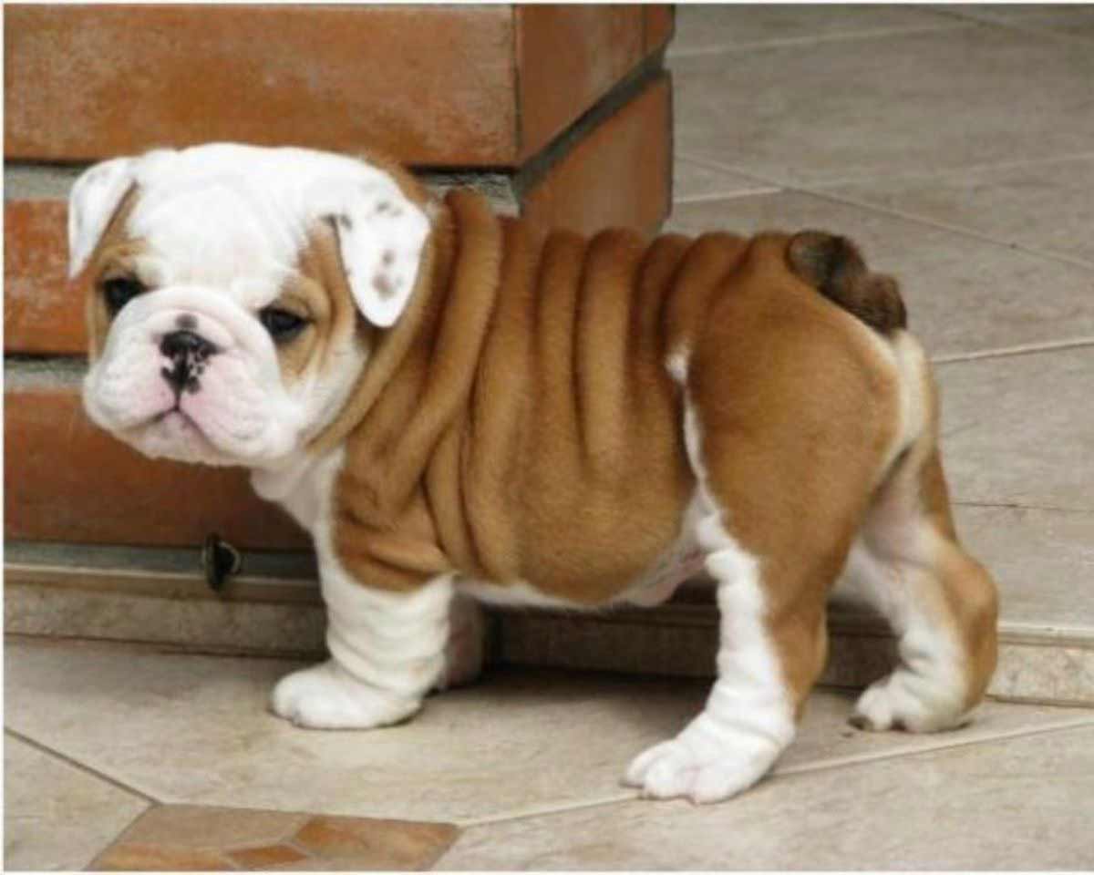 Bulldog Dog Breed » Information, Pictures, & More