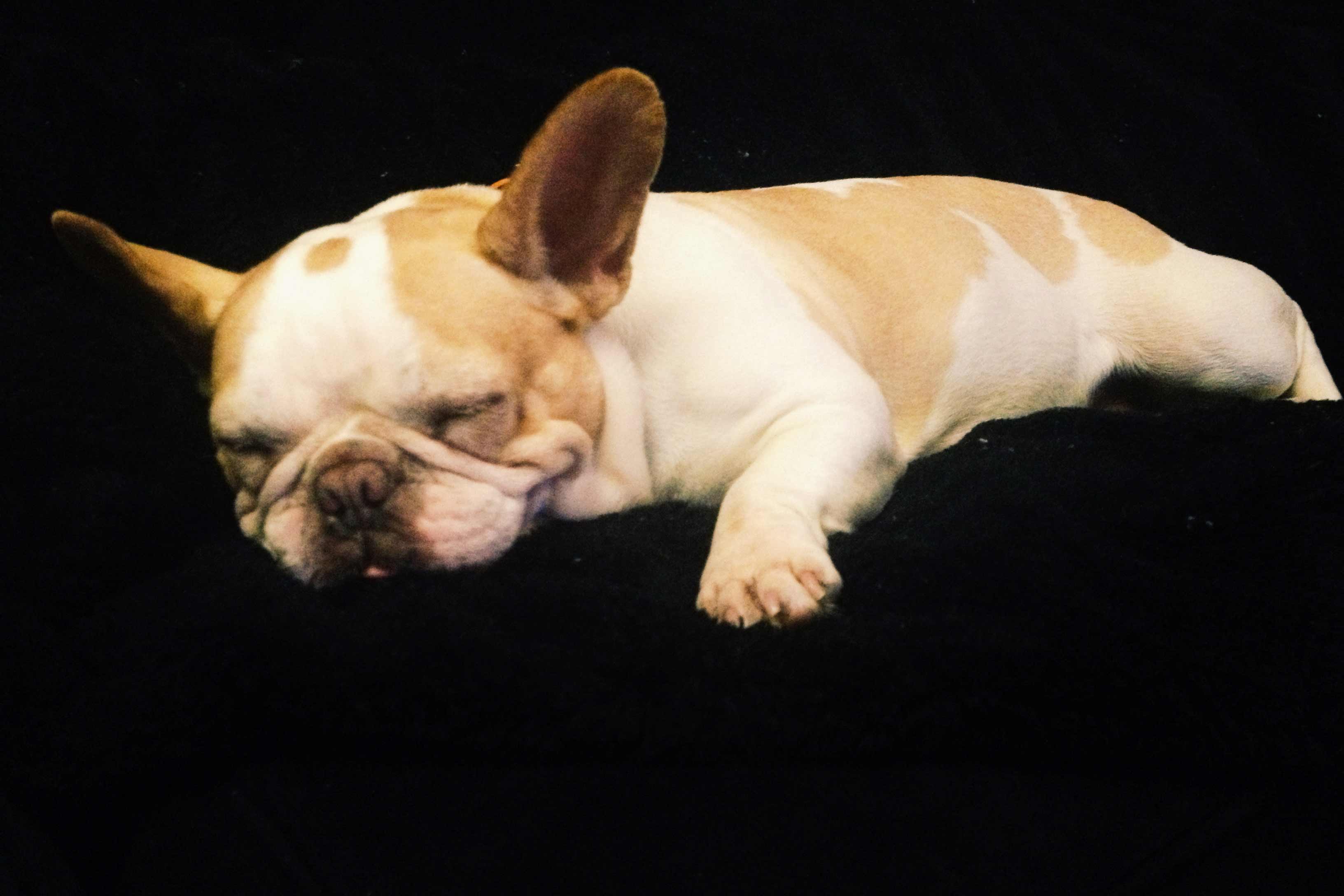 French Bulldog Dog Breed » Information, Pictures, & More